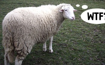 Kekovi pešekani pojeli farske ovčice